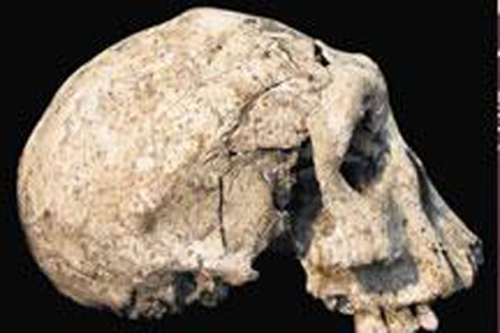 Skull