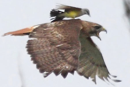 Bird