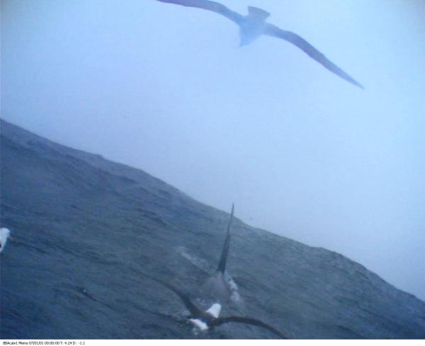Albatross with killer whale