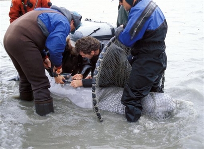 Click to enlarge beluga whale