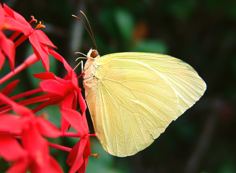 Sulfur Butterfly