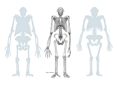 skeleton
