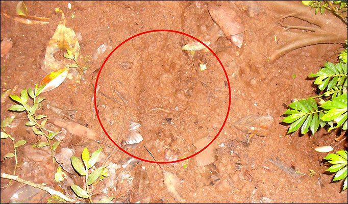 Footprint
