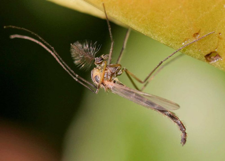 Mosquito