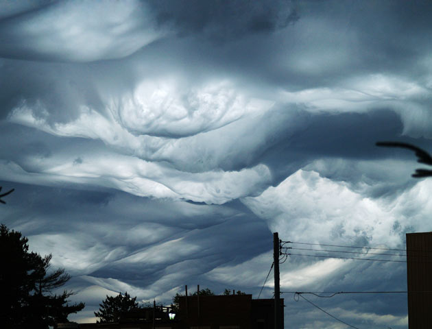 undulatus asperatus