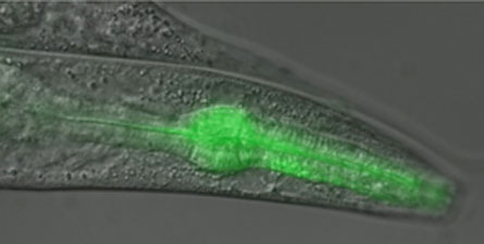 Click to enlarge Worm