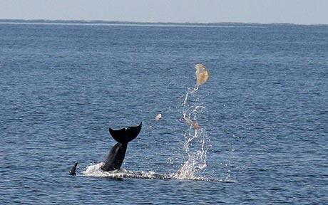 bottlenose dolphins