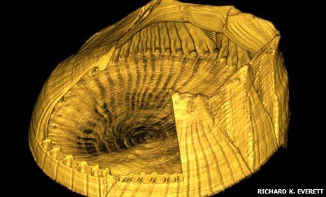cross section of a barnacle