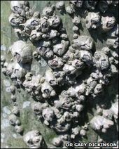 Barnacles