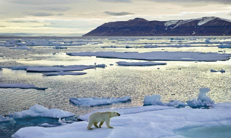 Polar Bear on Iceberg