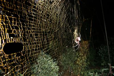 Golden Web of Orb Spider