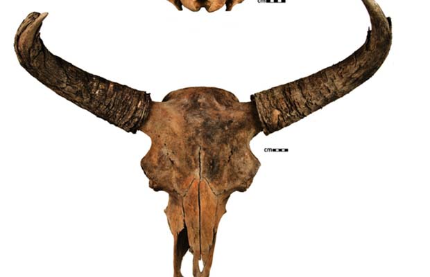 bison