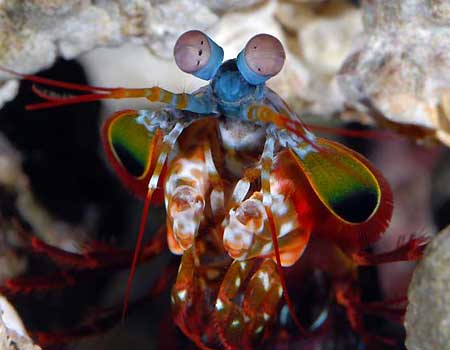 Mantis shrimp