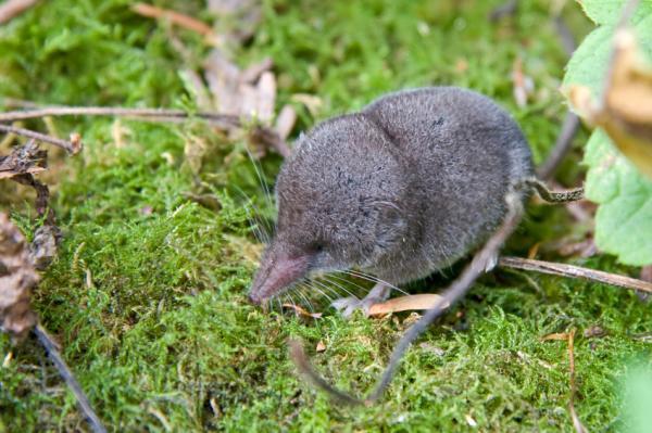 Shrew