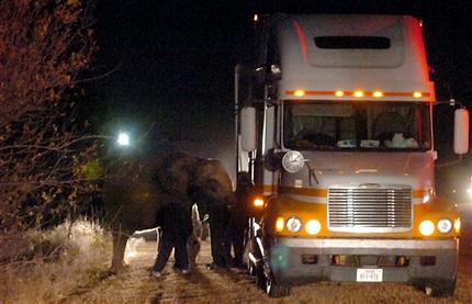Click to enlarge Elephant
