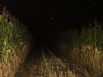 New York ufo
