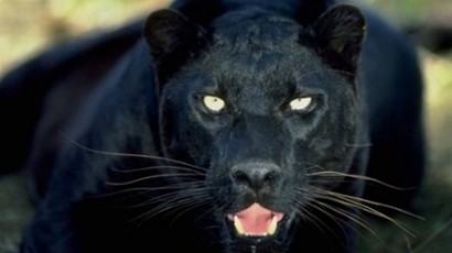 Panther