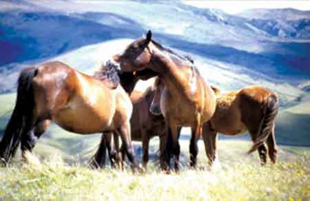 wild mares 