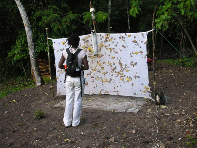 ant trap in jungle