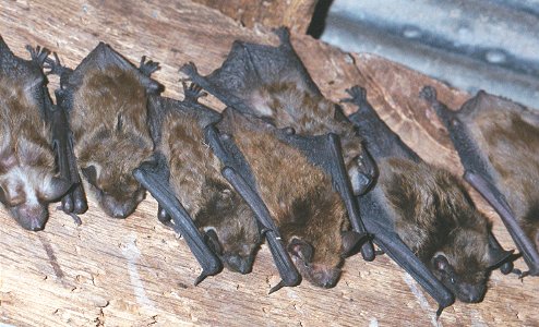 Big brown bats