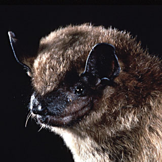Click to enlarge Little brown bat