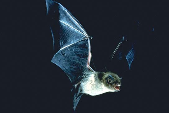 Click to enlarge Bat in flight