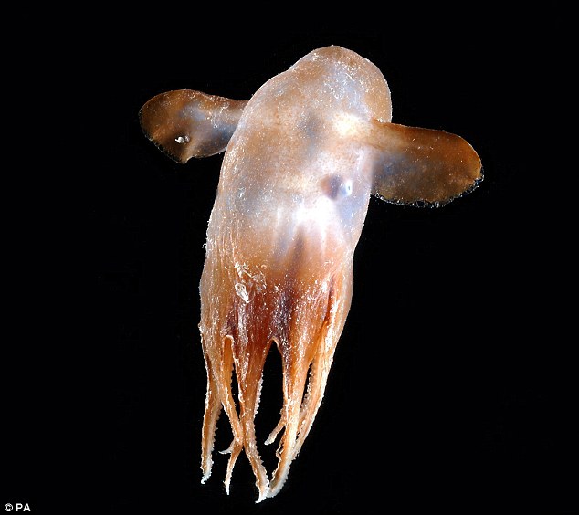 Dumbo Fish