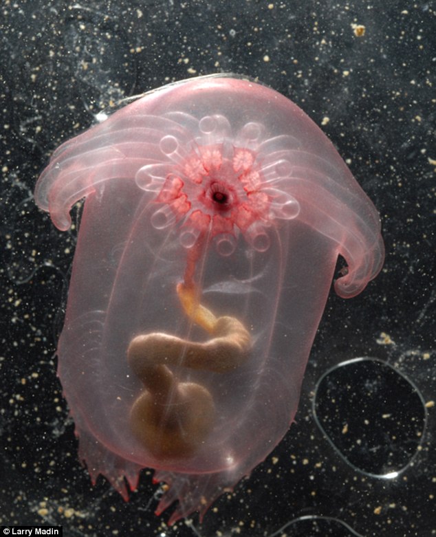 Click to enlarge Enypniastes