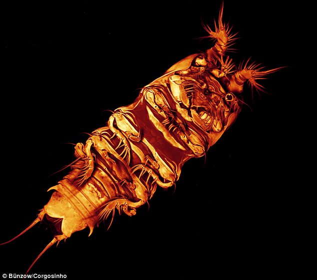Click to enlarge copepod