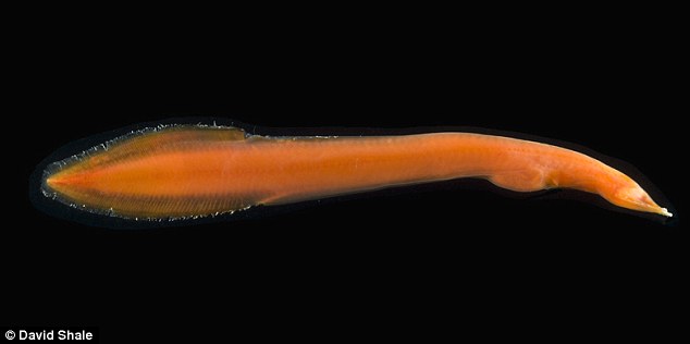 Click to enlarge Neocyema