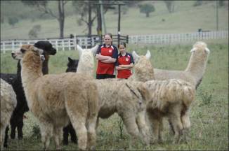 Click to enlarge Australian Alpacas