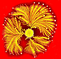 Click to enlarge Image