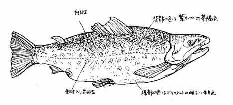 Takitaro