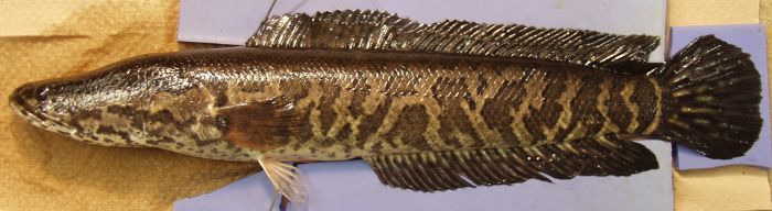 snakehead