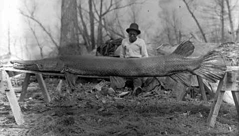 alligator gar