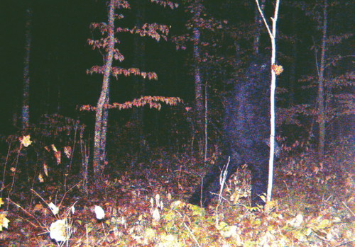 Click to enlarge Minnesota bigfoot
