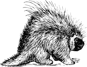Click to enlarge porcupine