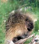 Click to enlarge porcupine