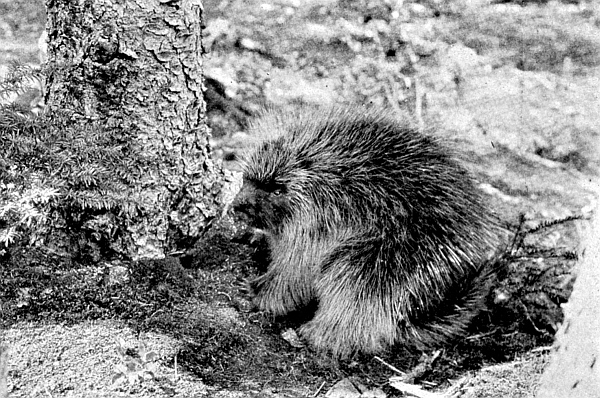 Click to enlarge porcupine