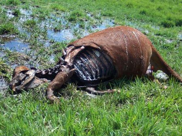 Click to enlarge Mutilated cow