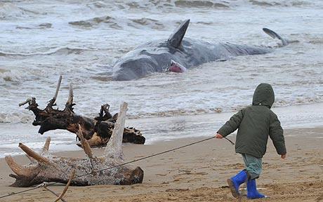 Beached sperm whale