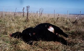 Dead cow