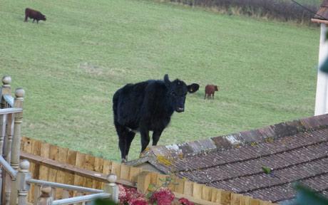 A cow standing on the roof