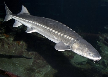 White sturgeon