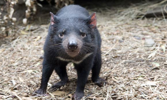 Tasmanian Devil