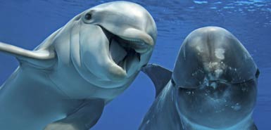 dolphins