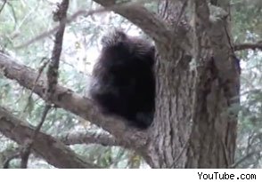 Click to enlarge Mysterious Maine creature