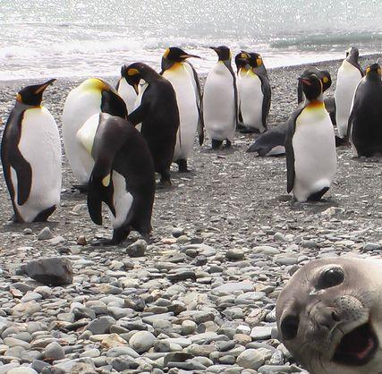 Seal crashes photograph