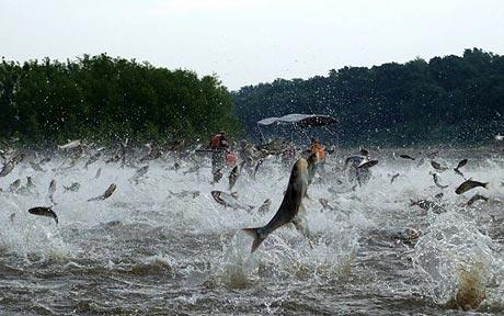 Illinois River silver carp