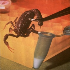 scorpion